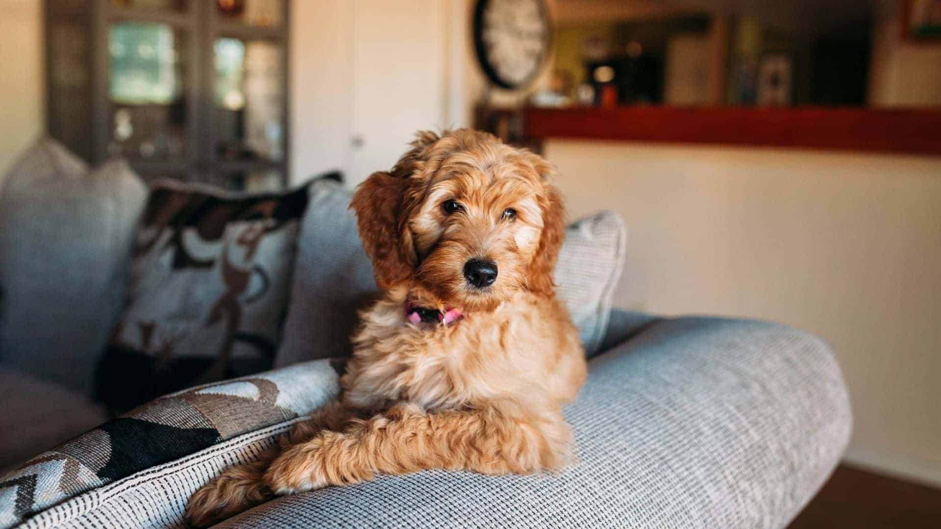 Getting Started with House Sitting: A Guide for House and Pet Sitters