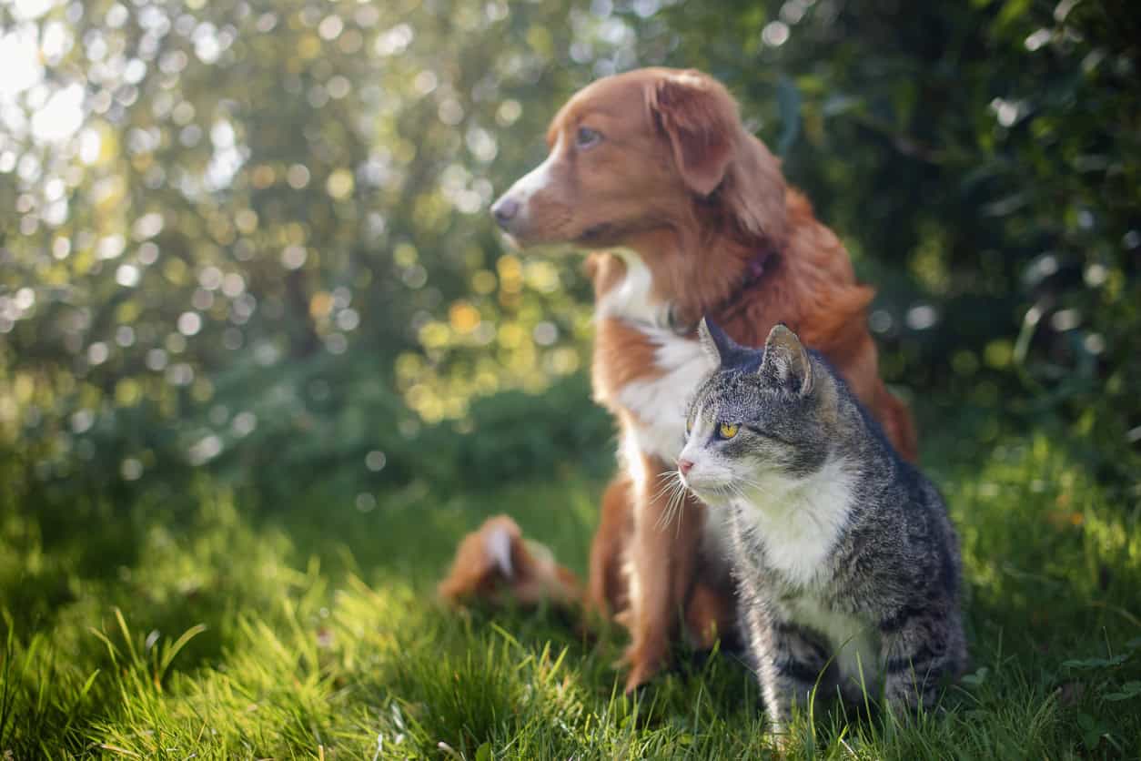 Understanding Pet Routines as a House & Pet Sitter